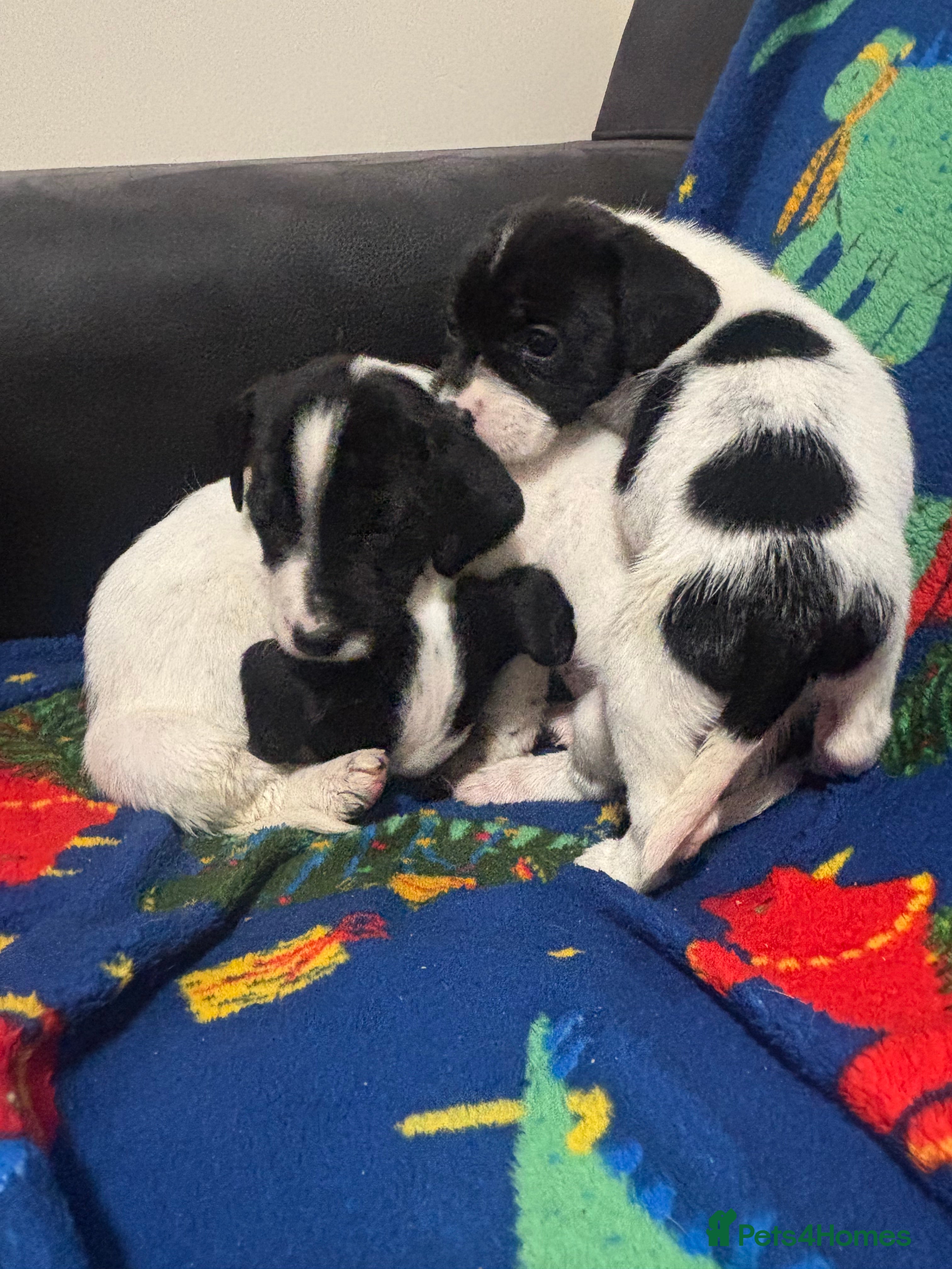 Mixed Breed dogs Cocker spaniel cross jack russel  - Advert 7