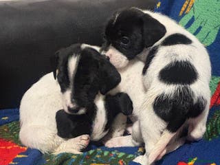 Mixed Breed dogs Cocker spaniel cross jack russel - Advert 4