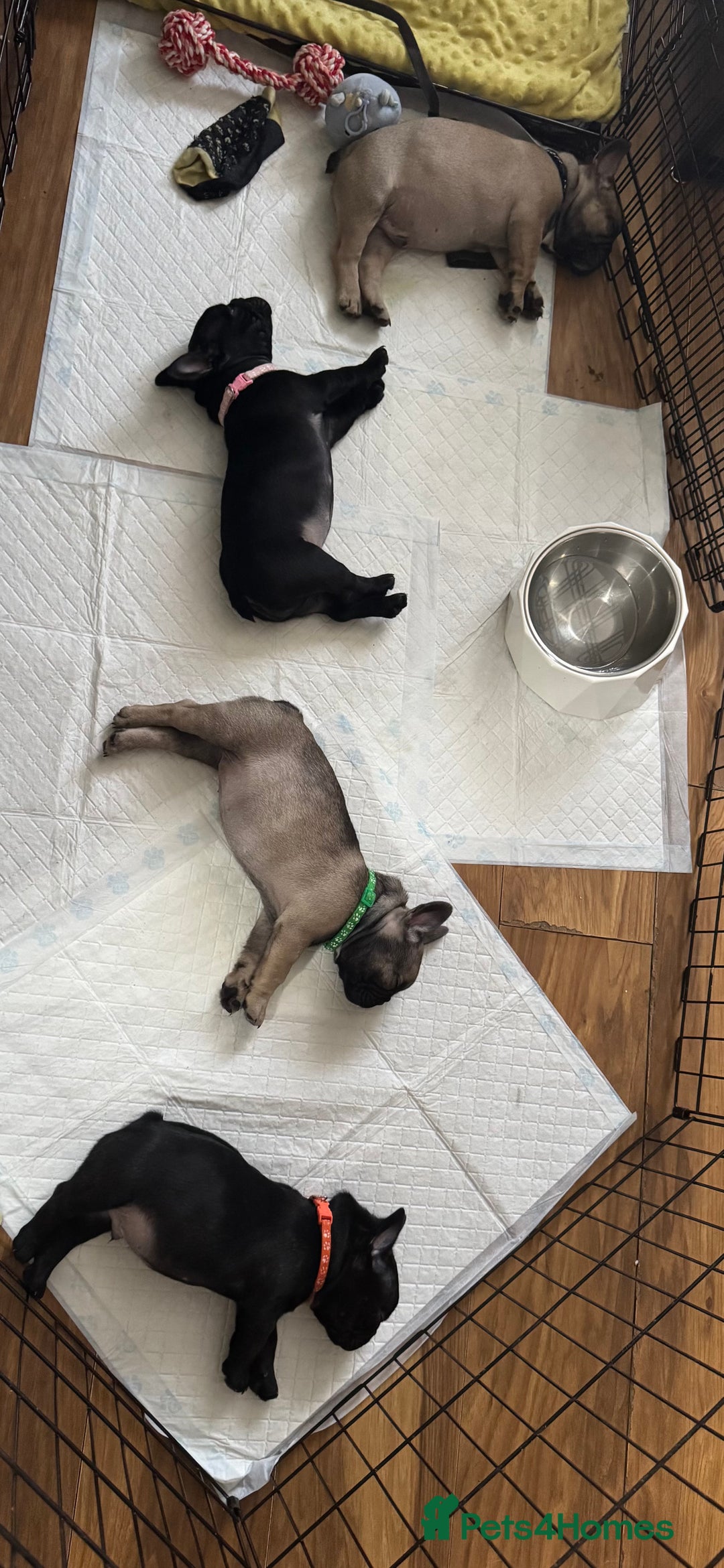 French Bulldog dogs for sale: KcFrenchiePup-HealthTestedParents-Lastone-Readynow in Derby - Image 22