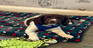 Sprocker dogs - Advert 4