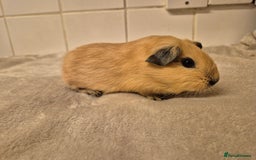 Guinea Pig rodents for sale: 1 Stunning baby Californian Boar for sale🏡 - Image 5