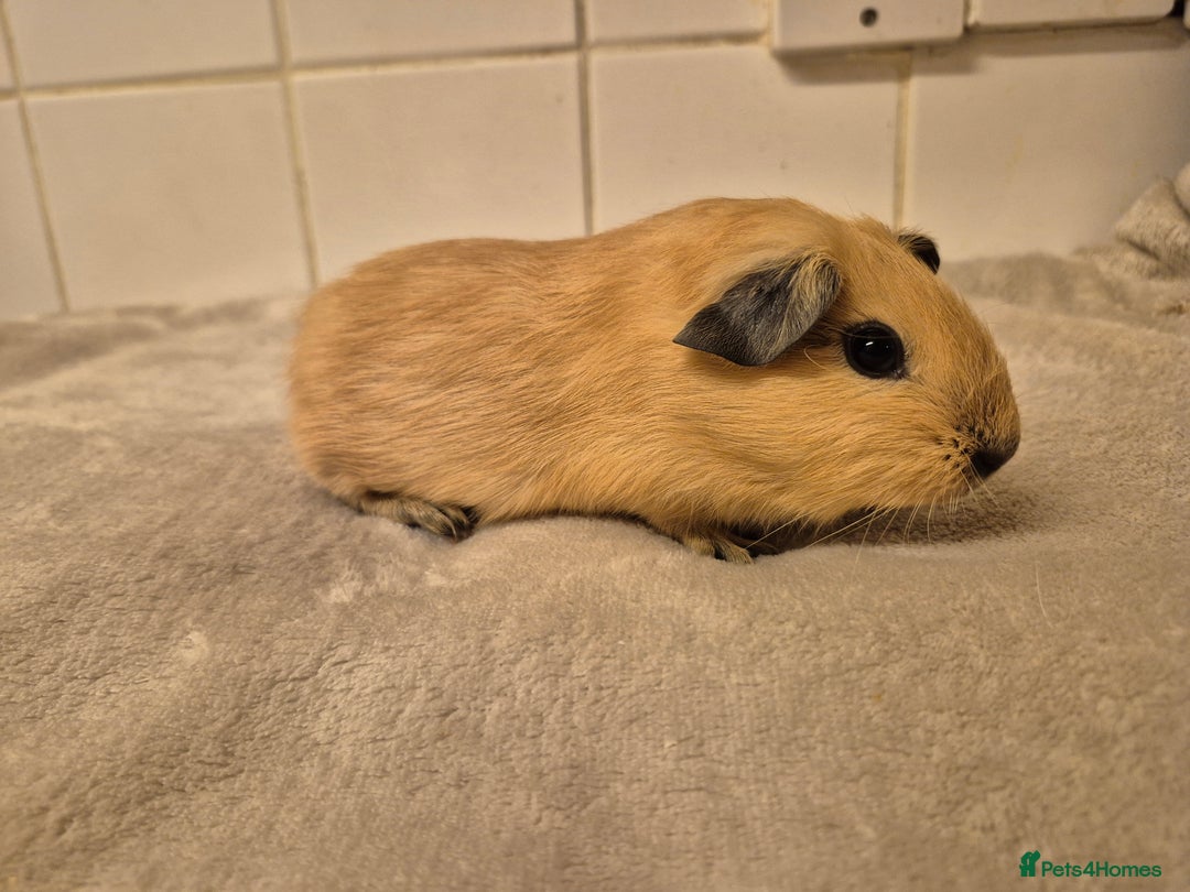 Guinea Pig rodents for sale: 1 Stunning baby Californian Boar for sale🏡 - Image 5