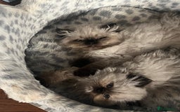 Persian cats for sale: Seal Colourpoint Persian Kittens - Image 10