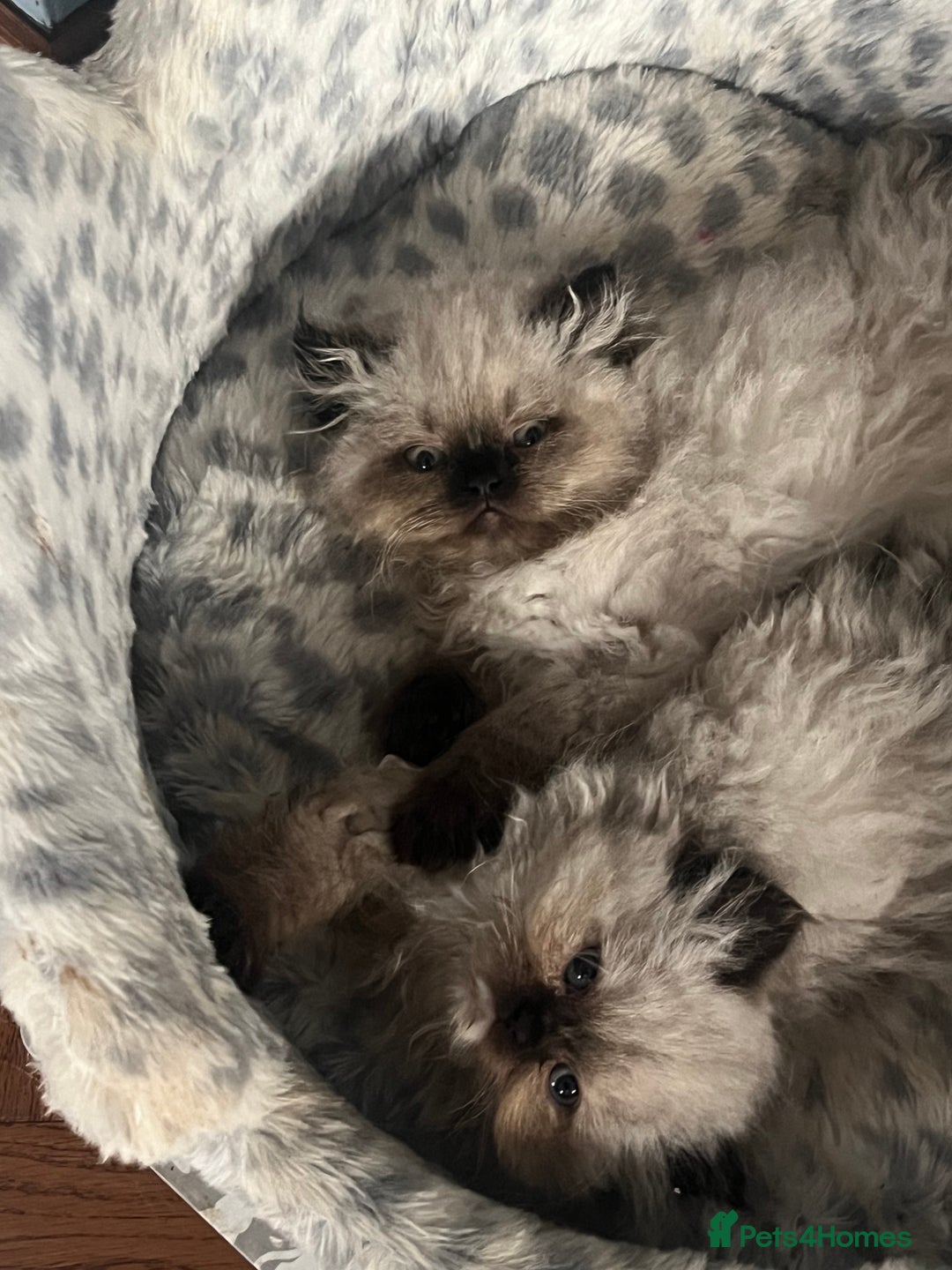 Persian cats for sale: Seal Colourpoint Persian Kittens - Image 10