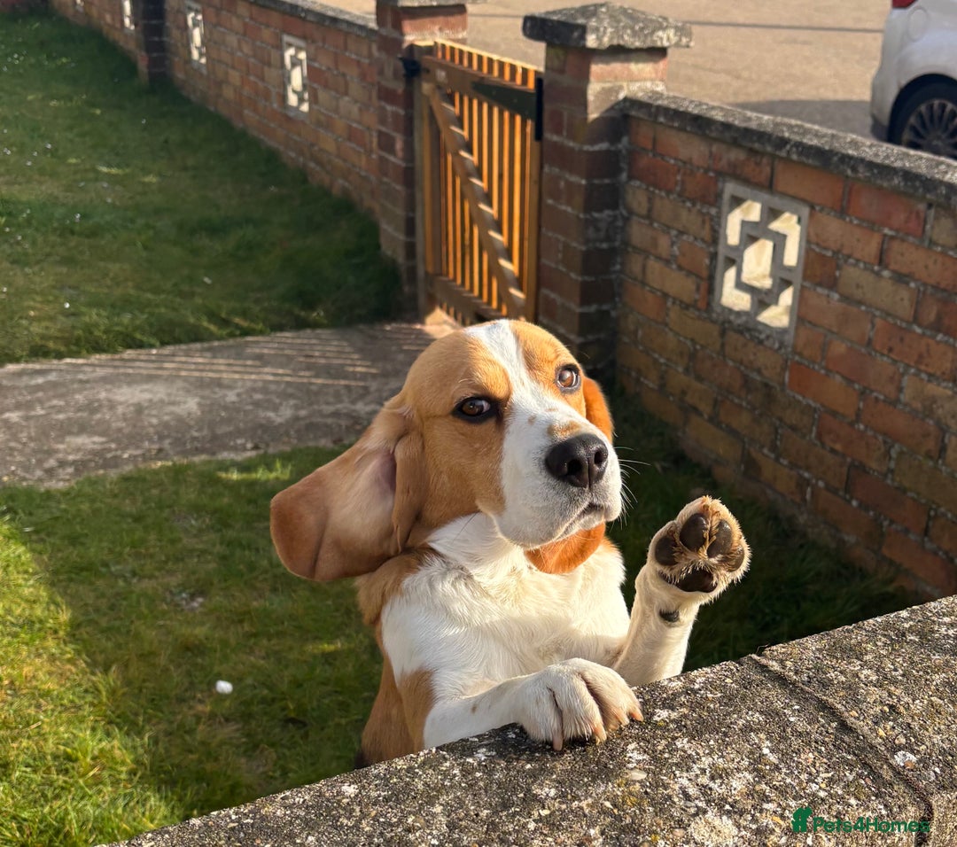 Beagle dogs for sale: Buddy boy  - Advert 6
