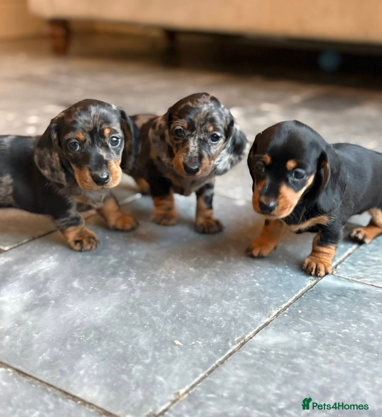 Miniature Dachshund dogs Kc reg miniature dachshund  - Advert 1