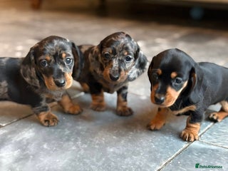 Miniature Dachshund dogs Kc reg miniature dachshund - Advert 1