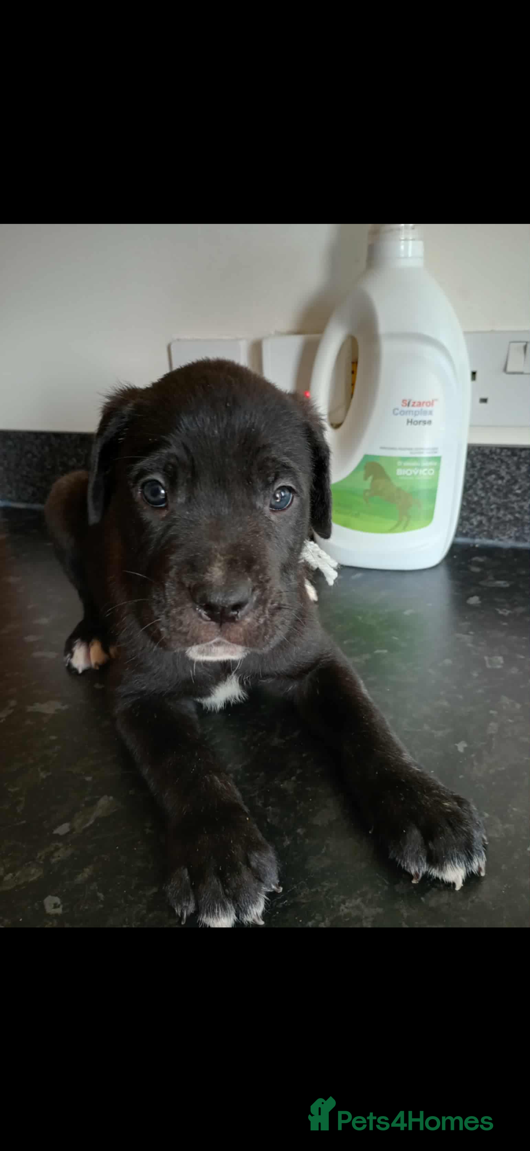 Mixed Breed dogs for sale: Great dane X Cane corso  - Image 20