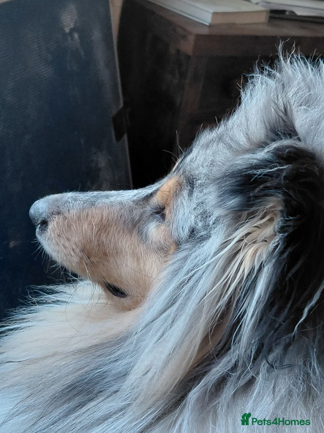 Rough Collie dogs for sale: Blue Merle Male in Lanark - Advert 2