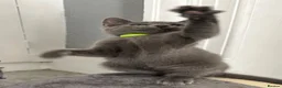 Russian Blue cats for sale: Russian Blue Kittens - Advert 26
