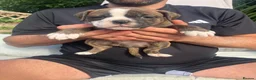 Olde English Bulldogge dogs for sale: Olde English bulldogge f2 - Advert 8