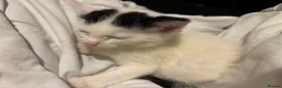 Mixed Breed cats for sale: Kittens ready now - Advert 5