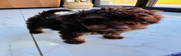 Toy Poodle dogs for sale: Choc phantom poodle  - Advert 2