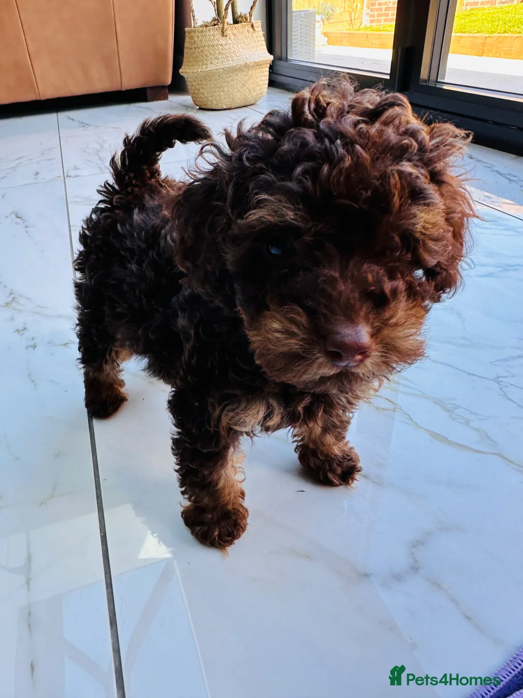 Toy Poodle dogs for sale: Choc phantom poodle  - Advert 2