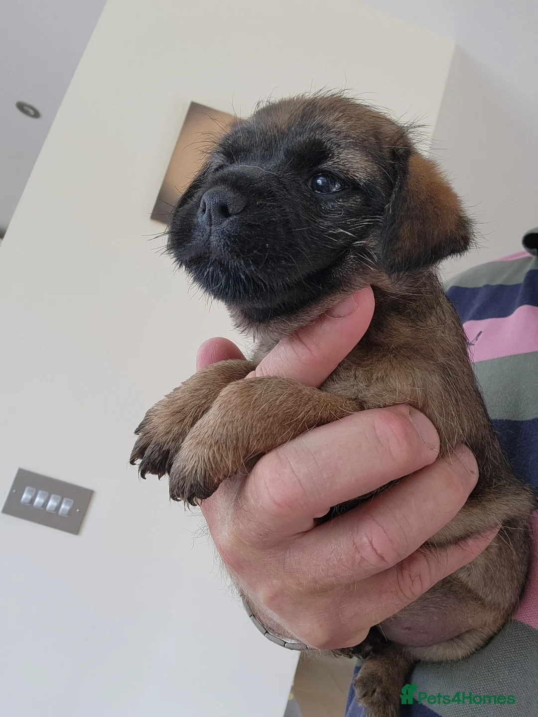 Border Terrier dogs for sale: One border female left  - Advert 2