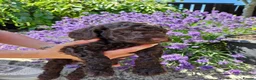 Cockapoo dogs for sale: Last stunning f2b Chocolate cockapoo boy - Advert 18