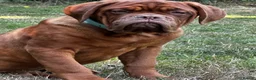 Dogue De Bordeaux dogs for sale: Amazing show quality puppies available ! - Advert 7