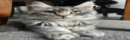 Maine Coon cats for sale: Active Maine Coon Blue Tabby Female - Advert 3