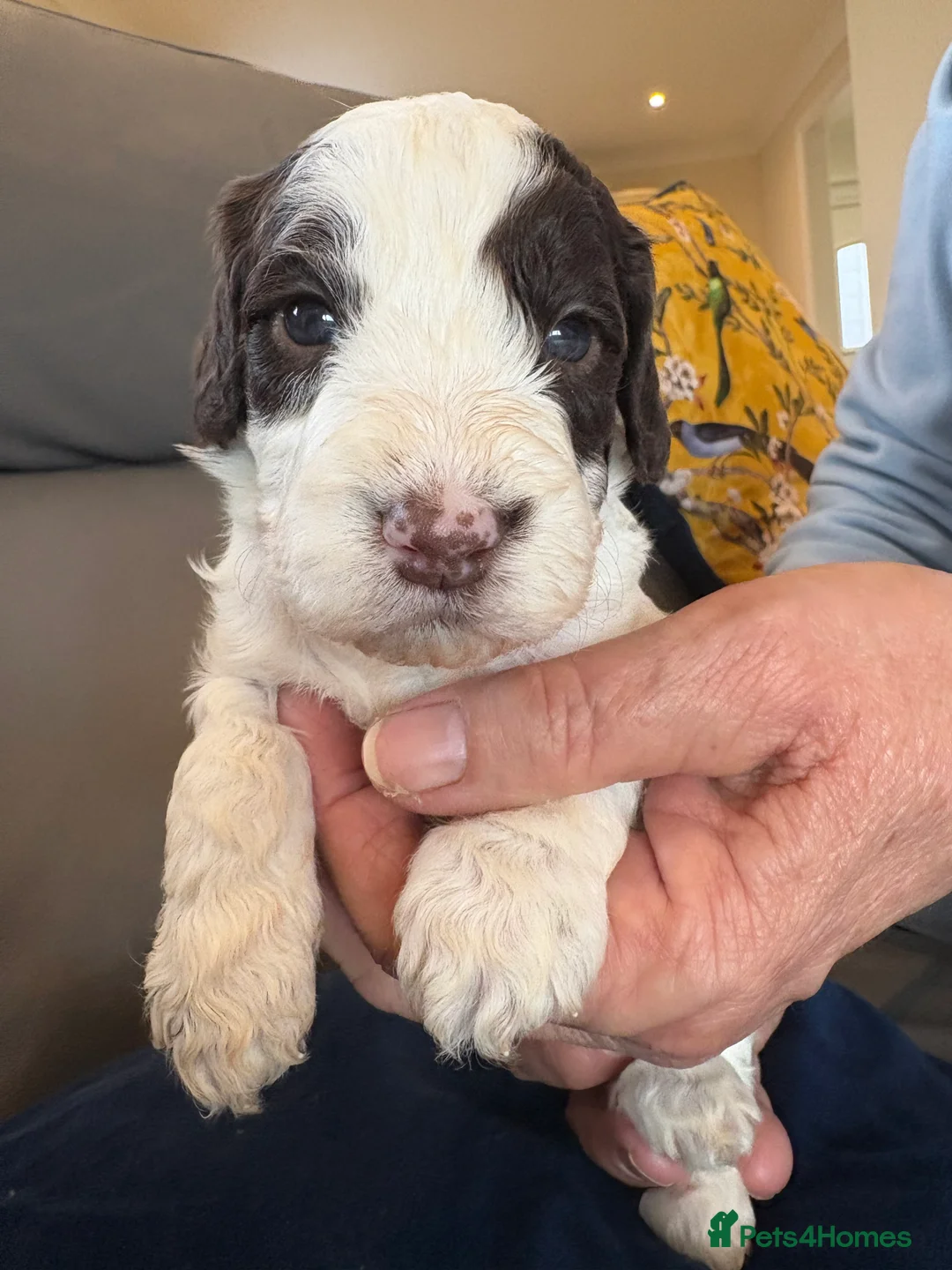 Cockapoo dogs for sale: Most Beautiful litter F1 Cockapoo puppies  - Advert 3