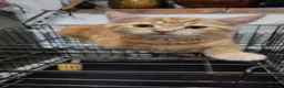 Mixed Breed cats for sale: Kitten ready for new home in Hereford - Advert 5