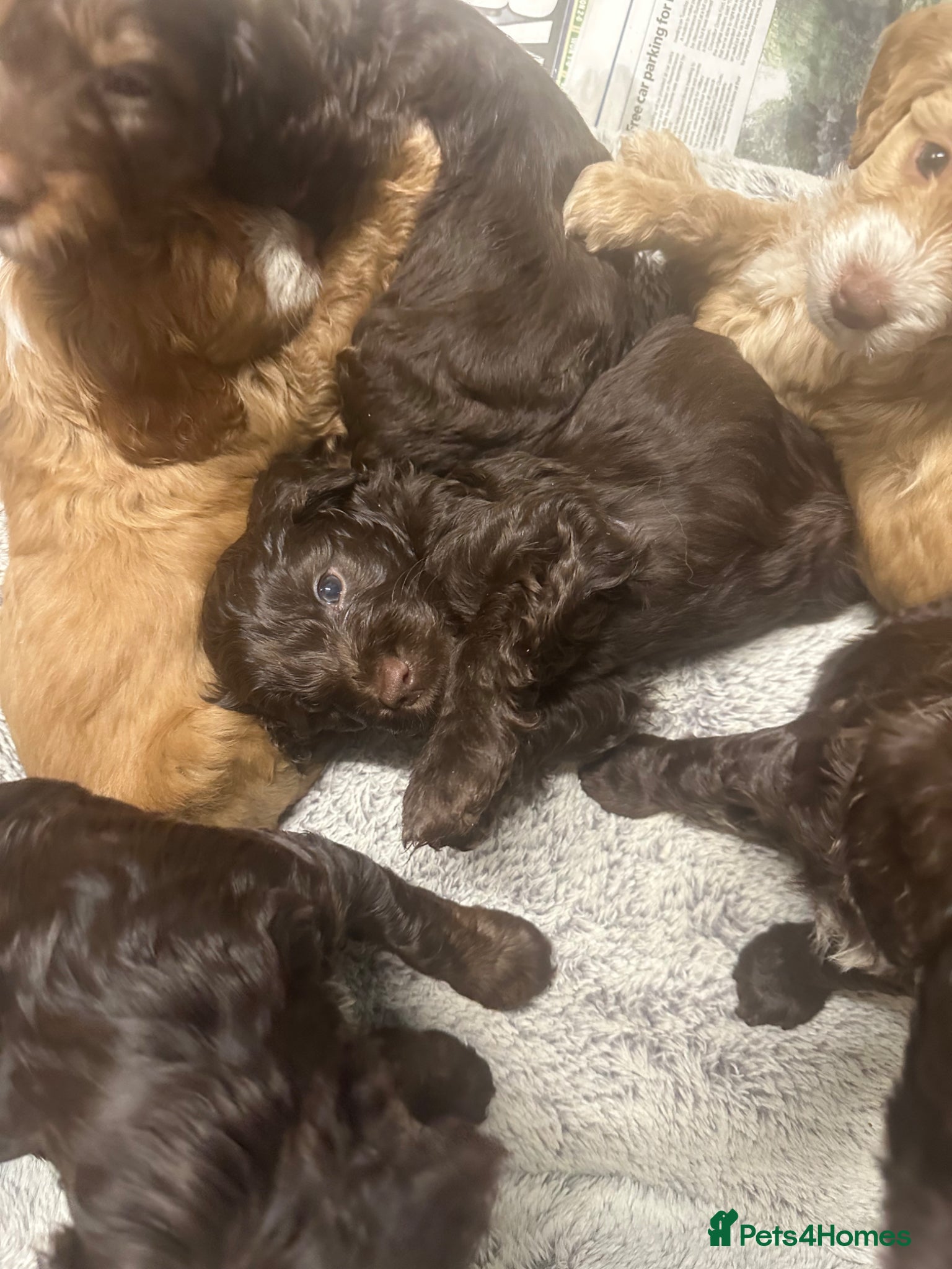 Cockapoo dogs Gorgeous Cockerpoochons ⭐️ last two boys ⭐️ - Advert 18