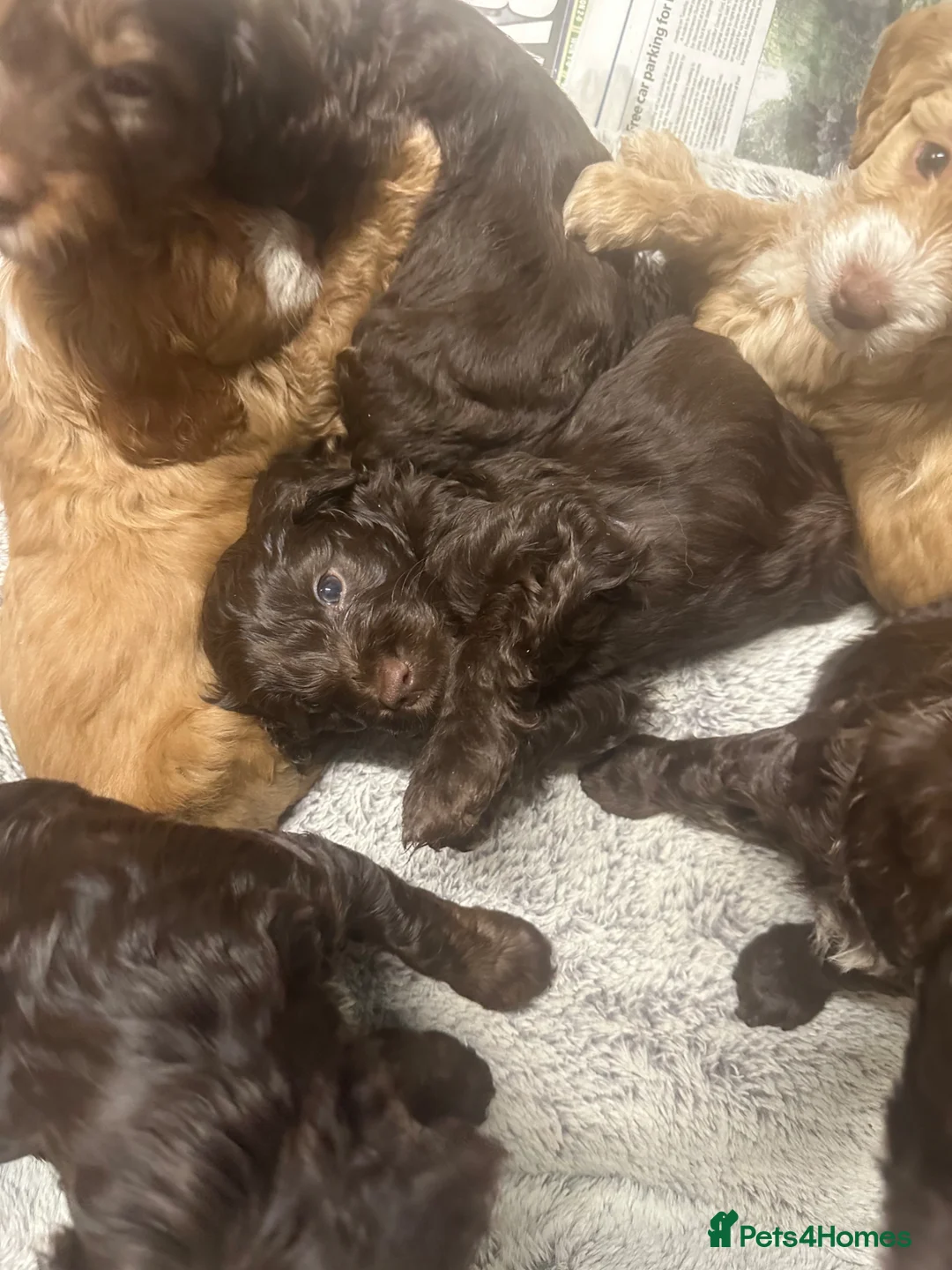 Cockapoo dogs for sale: Gorgeous Cockerpoochons ⭐️ last two boys ⭐️ - Advert 1