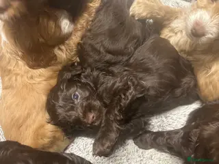 Cockapoo dogs Gorgeous Cockerpoochons ⭐️ last two boys ⭐️ - Advert 18