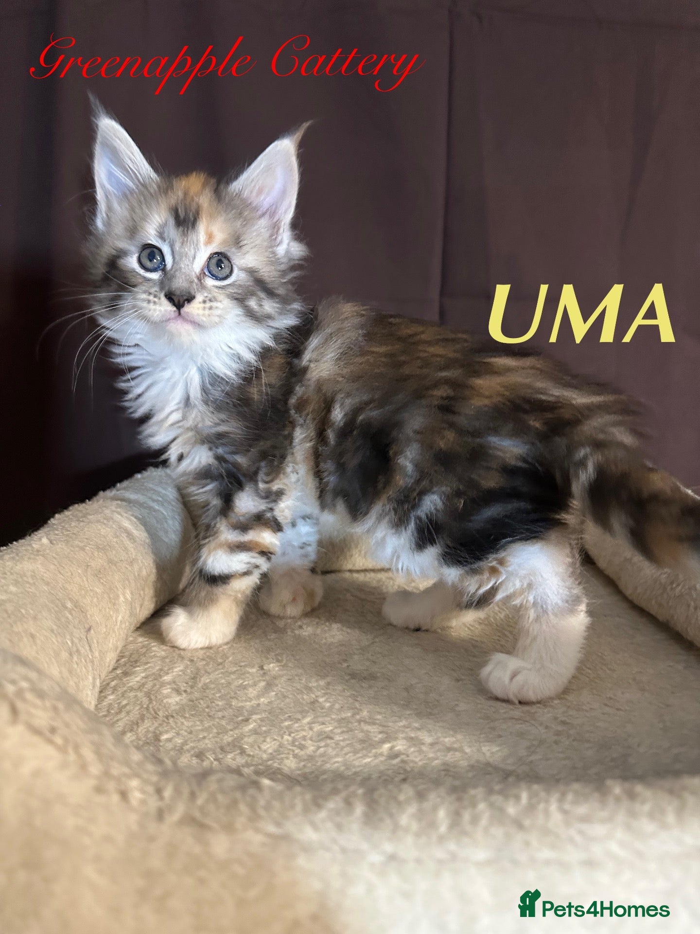 Maine Coon cats TICA Registered Full Maine Coon Kittens - Advert 2