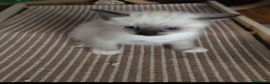 Siamese 4