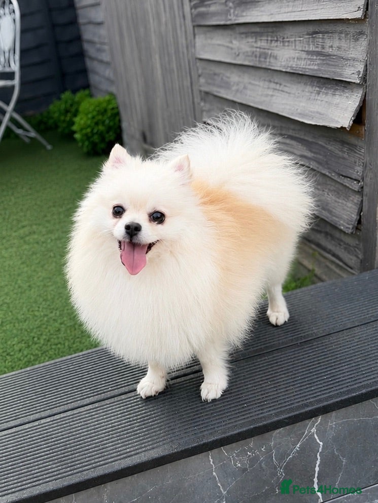 Pomeranian dogs Beautiful Female Pomeranian – Loving Home Wanted - Advert 3