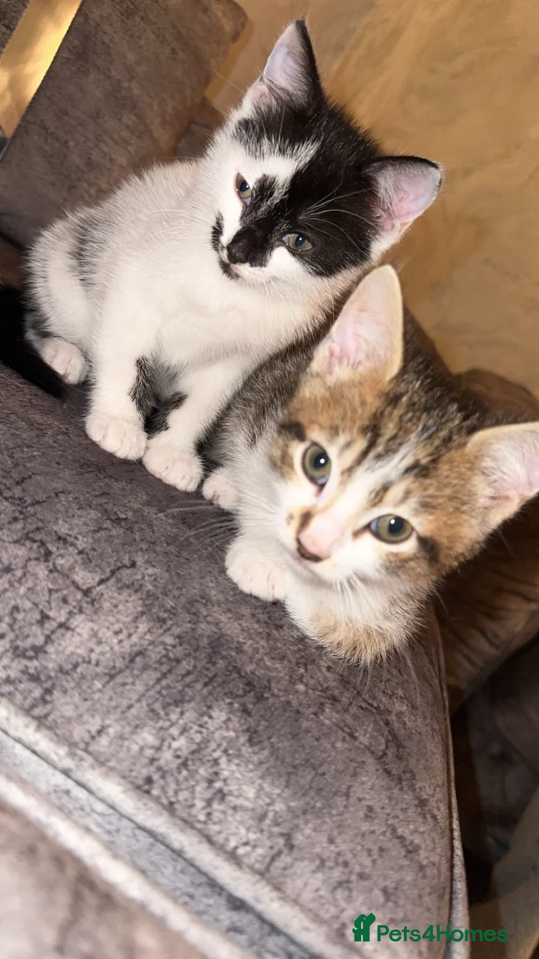 Domestic Shorthair cats for sale: Gorgeous tabby and British shorthair kitten - Advert 4