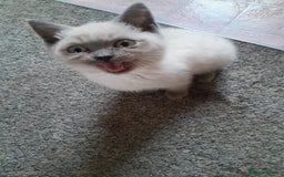 British Shorthair cats for sale: British shorthair kittens purebred  in Gloucester - Image 4