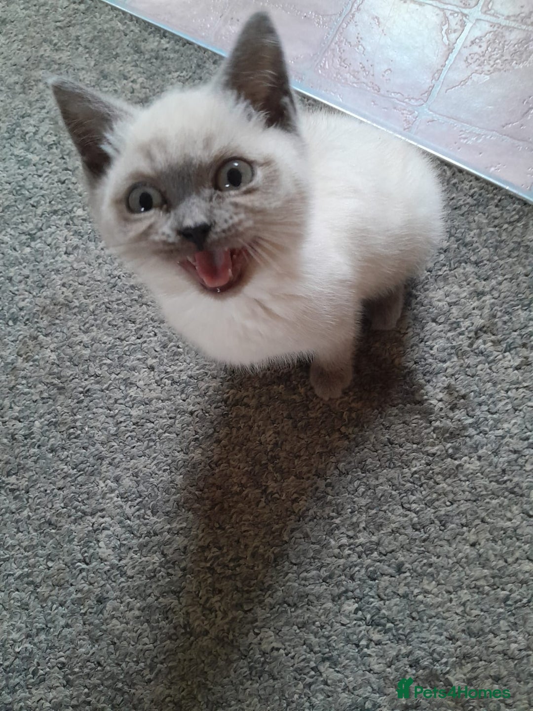 British Shorthair cats for sale: British shorthair kittens purebred  in Gloucester - Image 4