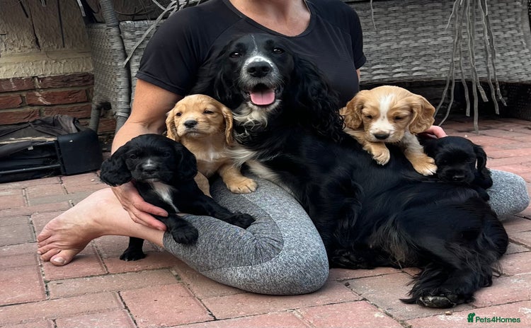 Cocker Spaniel dogs - Advert 13