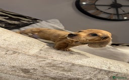 Miniature Dachshund dogs for sale: 🐾Stunning miniature dachshunds🐾 - Image 4