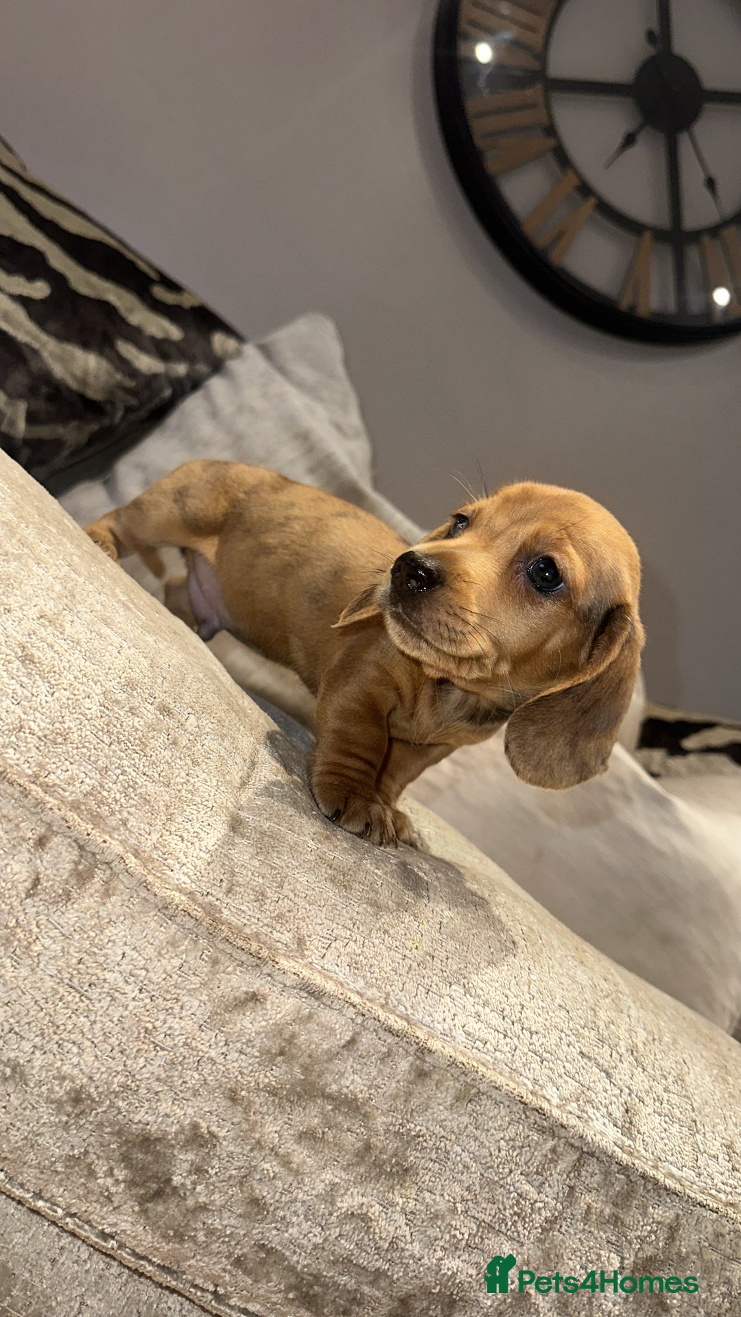 Miniature Dachshund dogs for sale: 🐾Stunning miniature dachshunds🐾 - Image 4