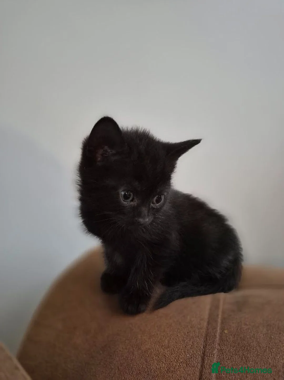 British Shorthair cats for sale: gorgeous british shorthair mix tabby kittens x5 in Sittingbourne - Advert 11