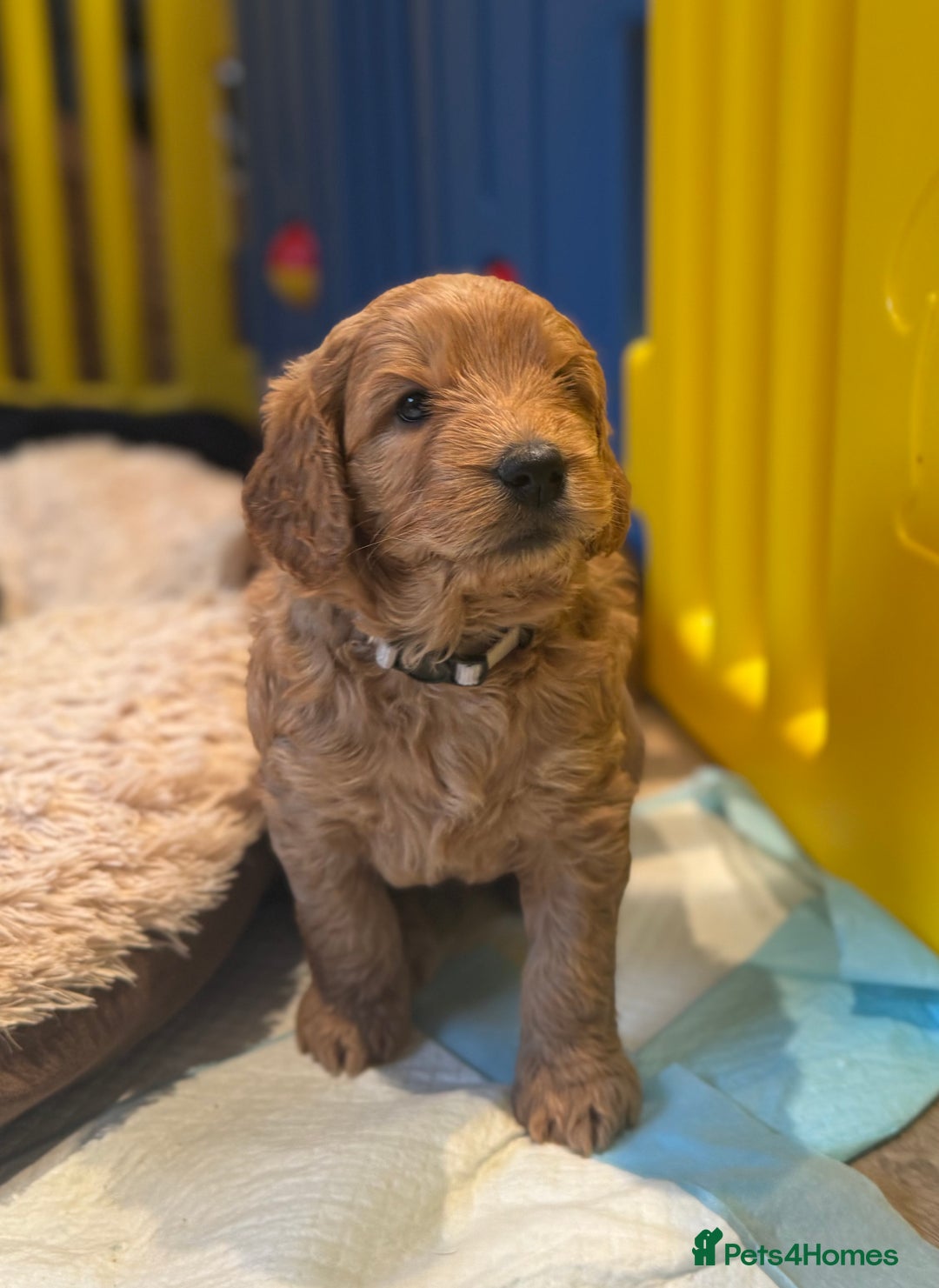 Mini Goldendoodle dogs for sale: Miniature Golden Doodle Puppies - Advert 19