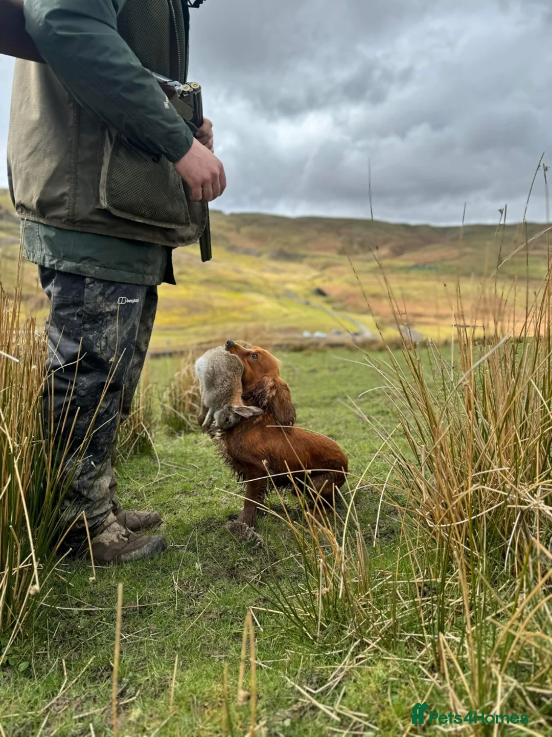 Cocker Spaniel dogs for stud: Fred the Red in Ashford - Advert 6