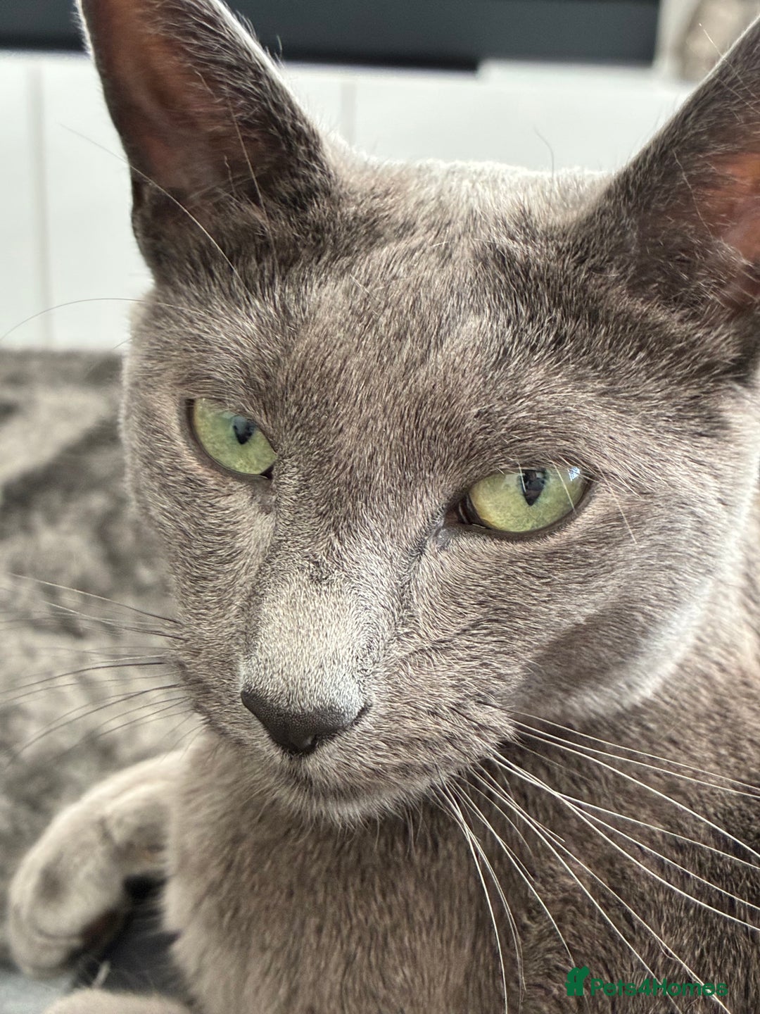 Russian Blue cats for sale: Russian Blue male - Advert 3