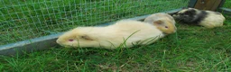 Guinea Pig rodents for sale: Male & Female guinea pigs various types & colours  - Advert 9