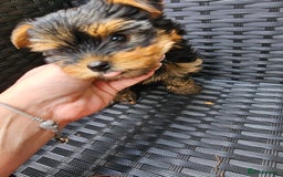 Yorkshire Terrier dogs for sale: 2 Boys and 2 Grils - Image 2