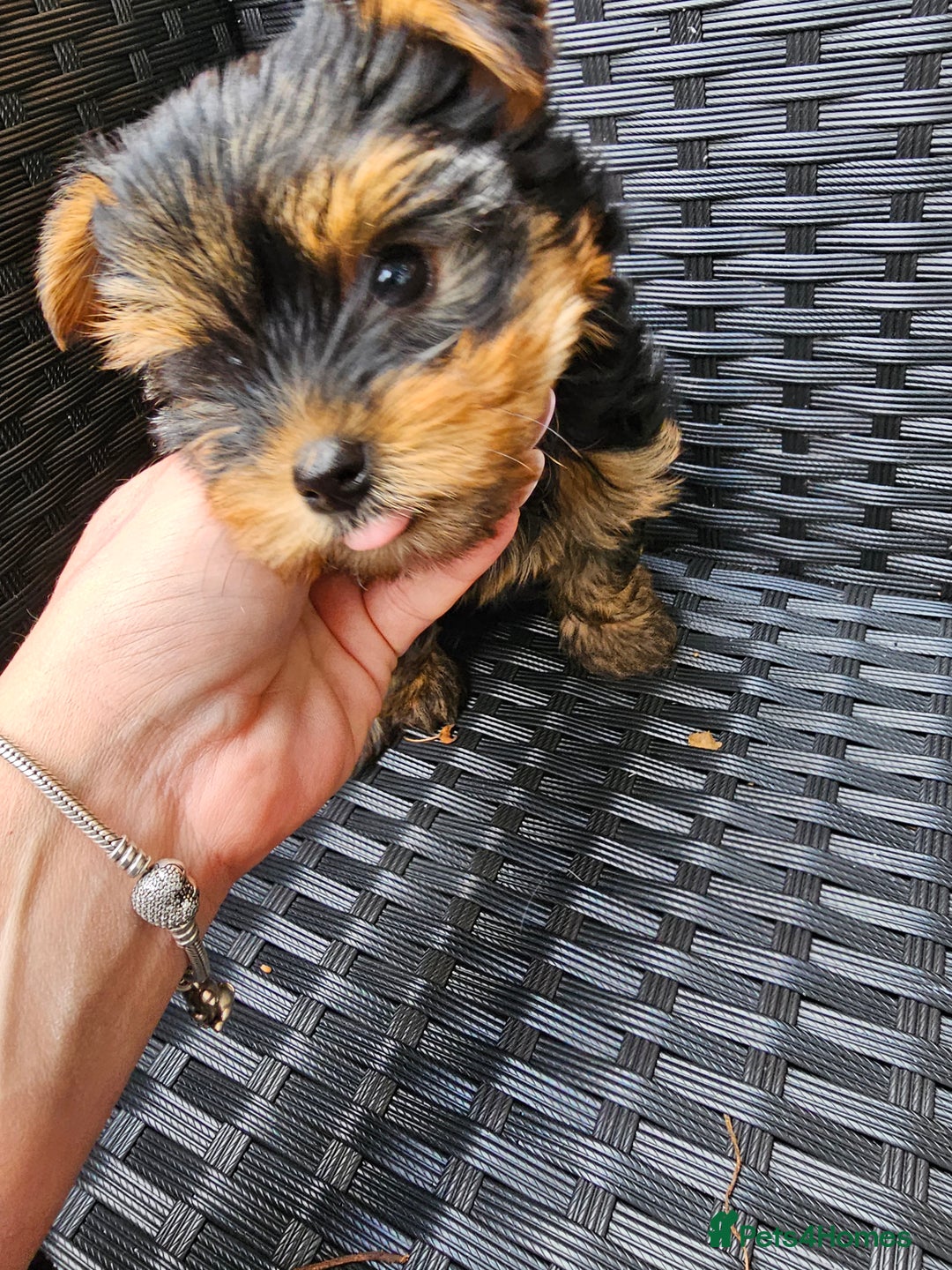 Yorkshire Terrier dogs for sale: 2 Boys and 2 Grils - Image 2