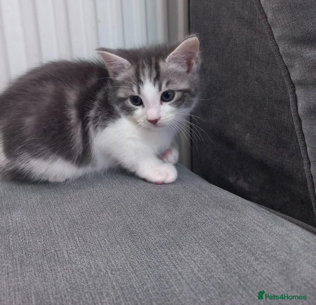 Maine Coon cats for sale: 6 maine coon kittens in Nottingham - Advert 13