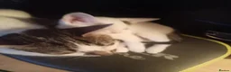 Mixed Breed cats for sale: Mixed litter of kittens - Advert 1