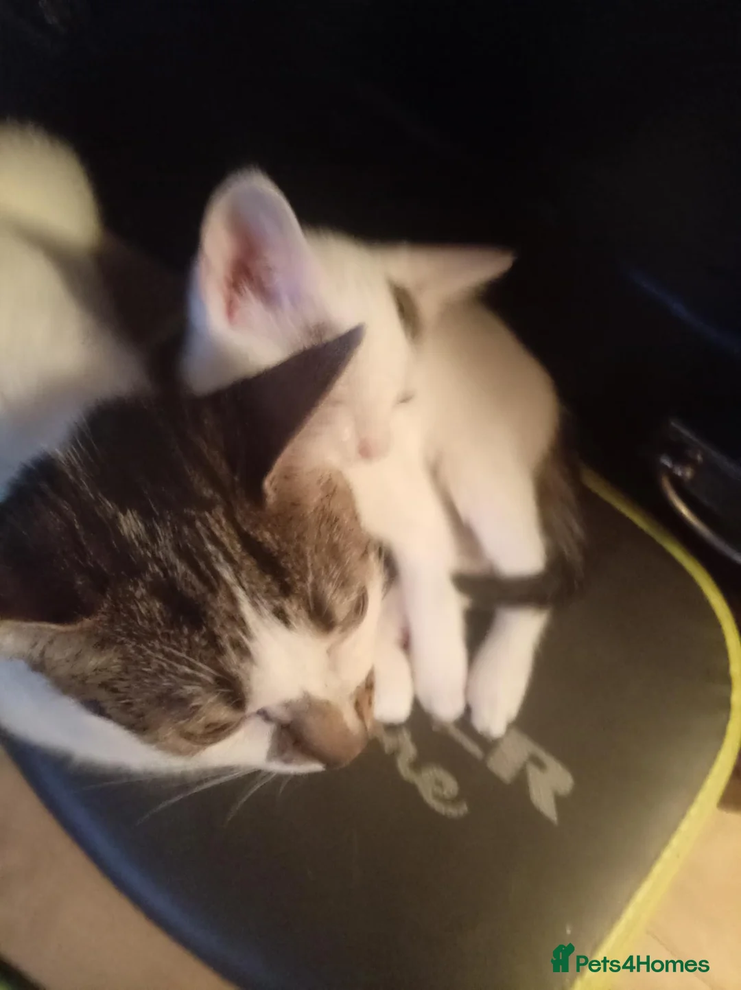 Mixed Breed cats for sale: Mixed litter of kittens - Advert 1