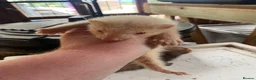 Ferret rodents for sale: Baby Male ferrets  - Advert 4