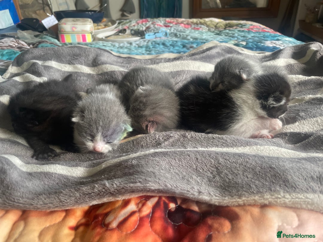 British Shorthair cats for sale: 5 kittens mixed litter 9 weeks old, ready now!  - Image 1