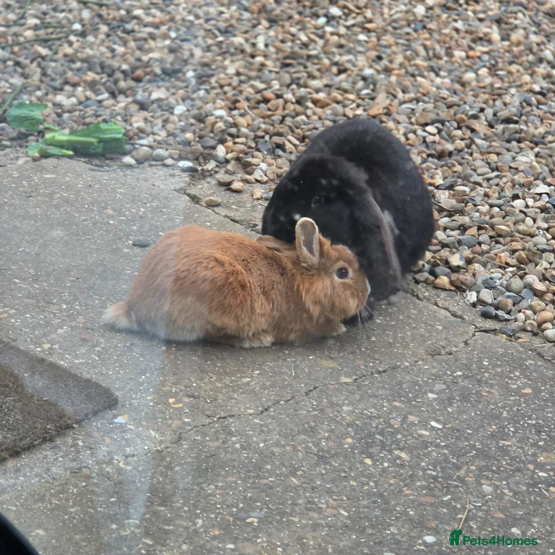 Mixed Breed rabbits for sale: Bunny  - Advert 4