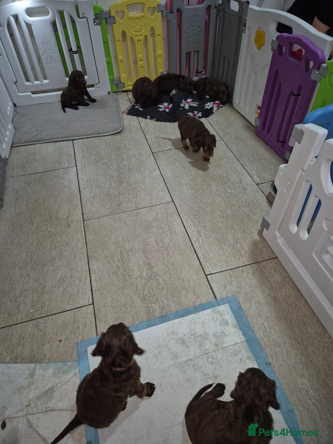 Cocker Spaniel dogs for sale: Working cocker puppies for sale - Image 6